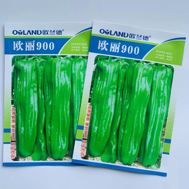 欧丽900辣椒种子大果薄皮泡椒实果长灯笼形嫩绿色口感好辣