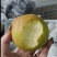 隰县玉露梨