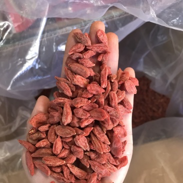 优质枸杞保质保量一手货源量大价优