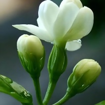 好一朵美丽的茉莉花，鲜花，干花，，免费咨询