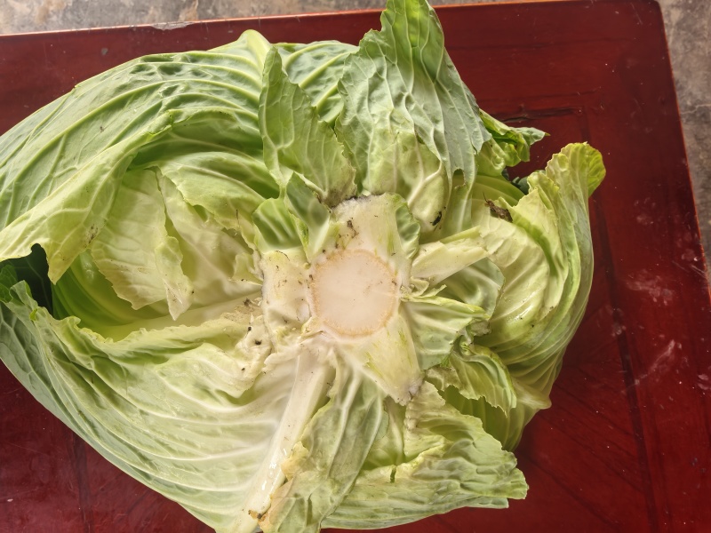 莲白