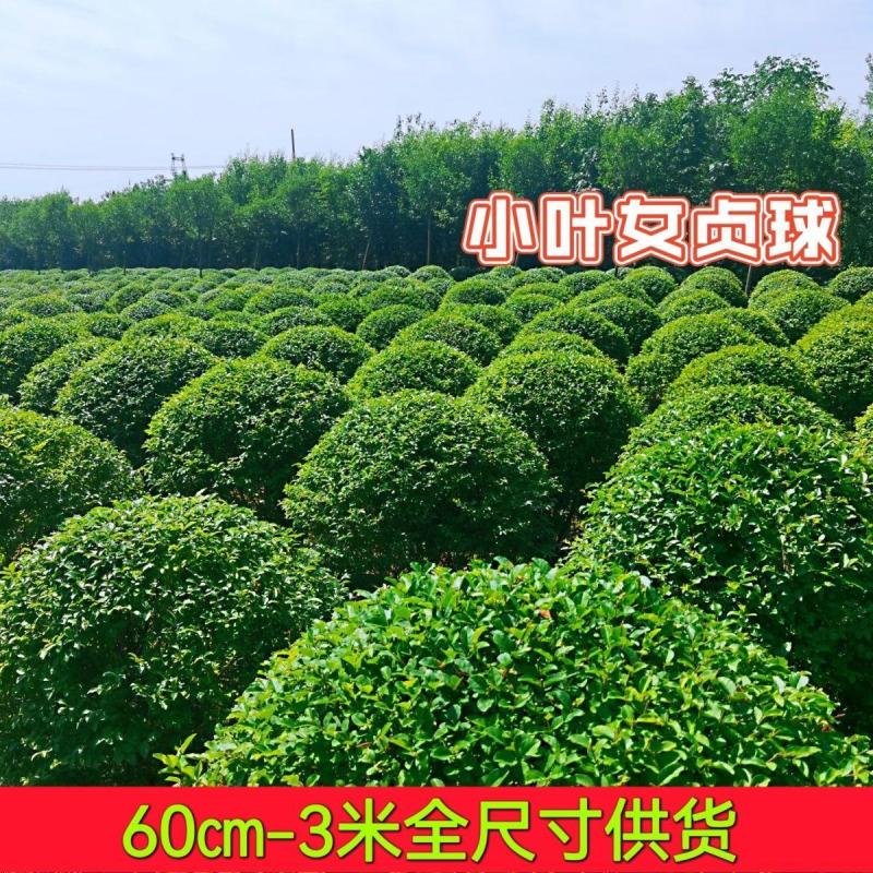 小叶女贞苗，小叶女贞球，小叶女贞绿化工程用苗，小叶女贞