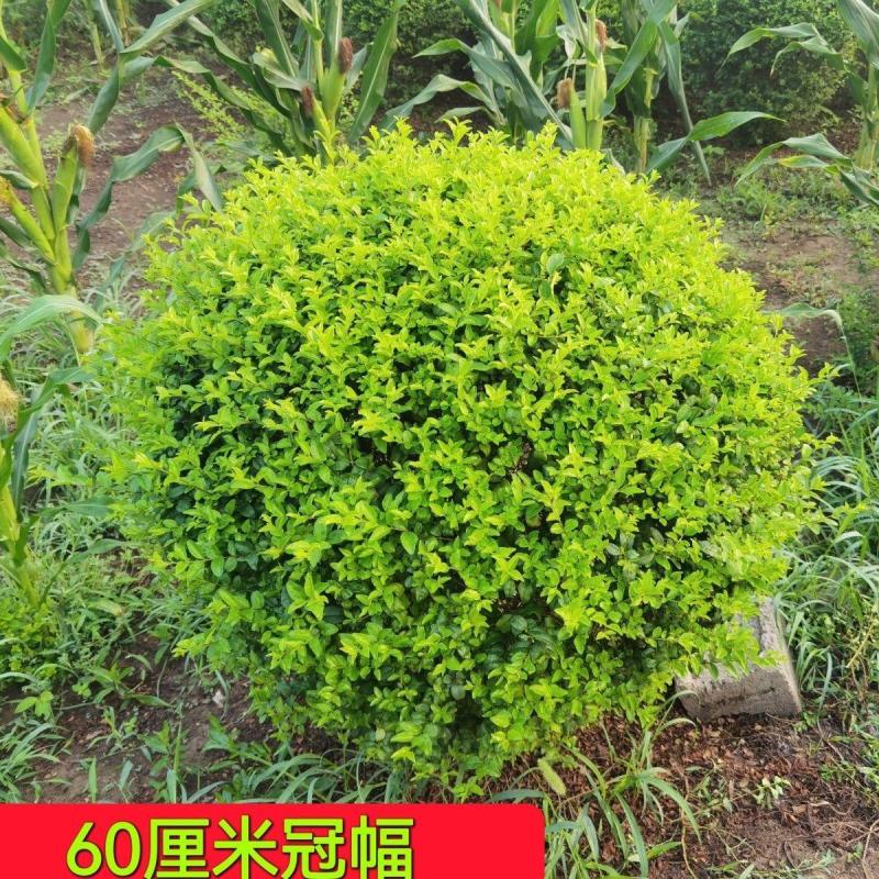 小叶女贞苗，小叶女贞球，小叶女贞绿化工程用苗，小叶女贞