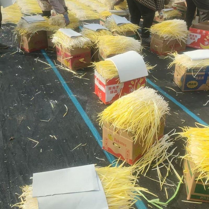 精品地窖韭黄