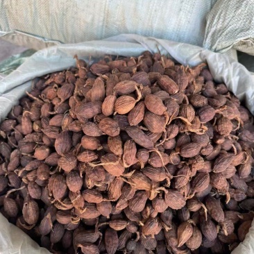 草果，大颗粒草果卤料香料家庭必备调味品
