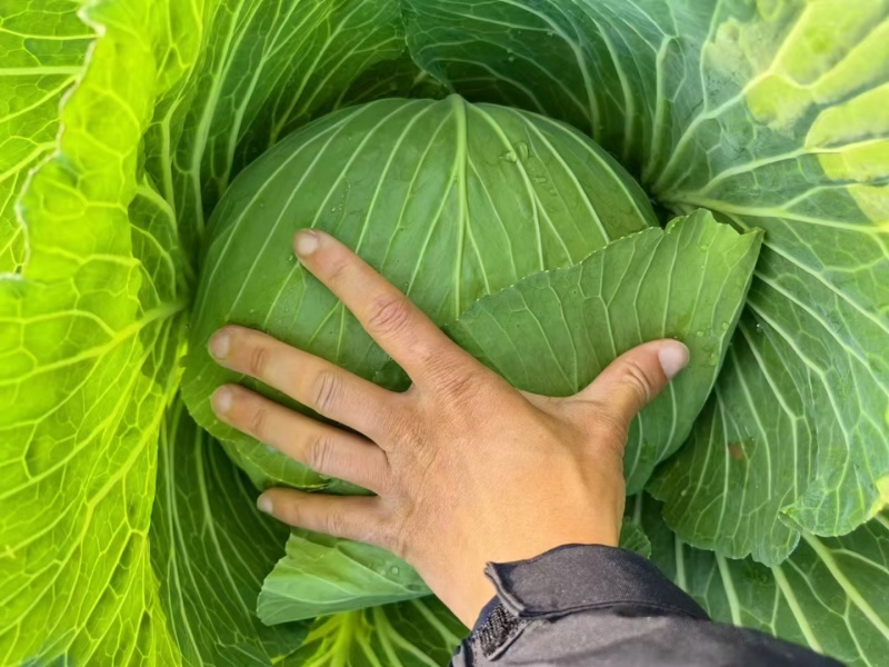 精品莲花白，圆包菜甘蓝大量有货，对接全国市场一手货源