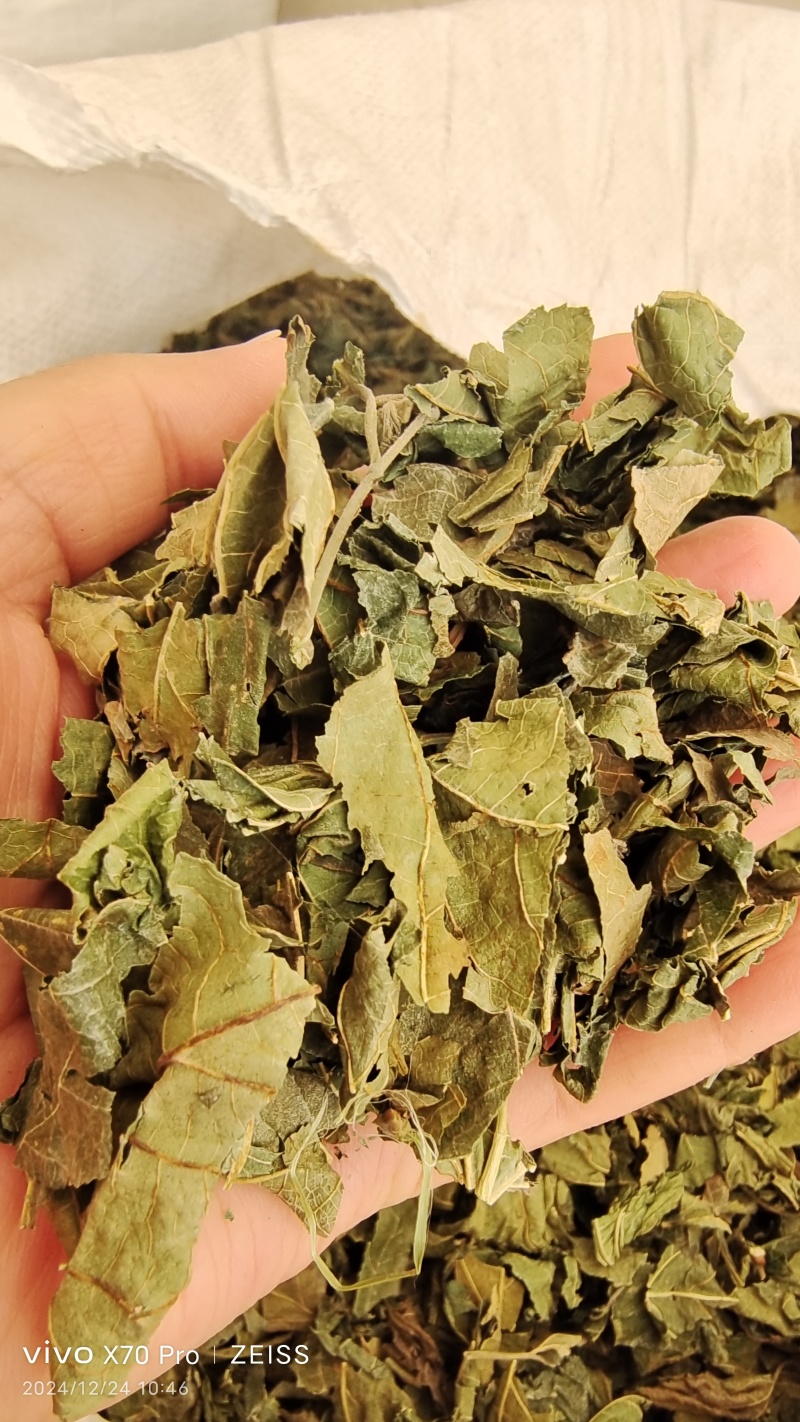 桑叶干货人工种植农家自然晾晒量大从优