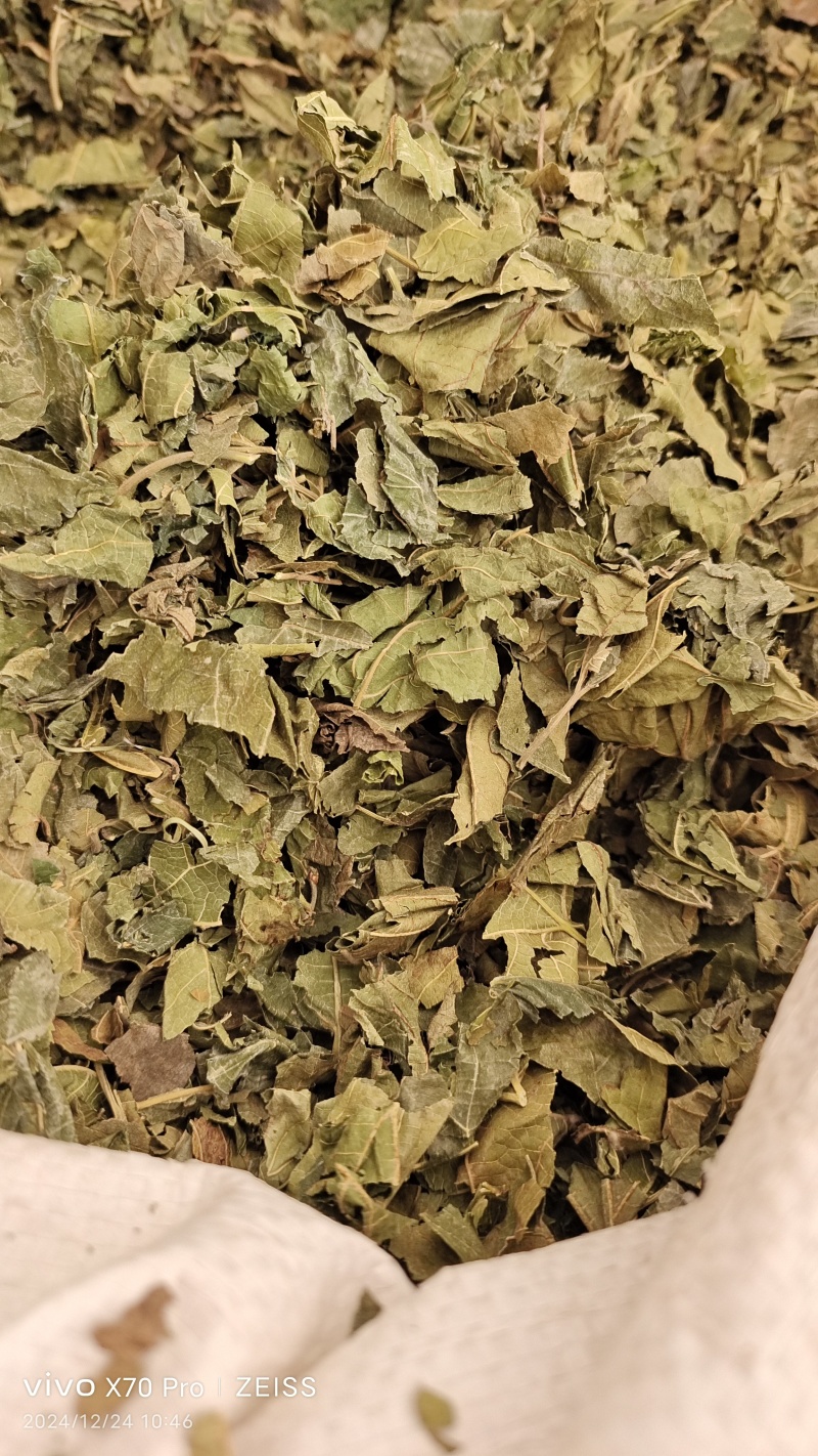 桑叶干货人工种植农家自然晾晒量大从优