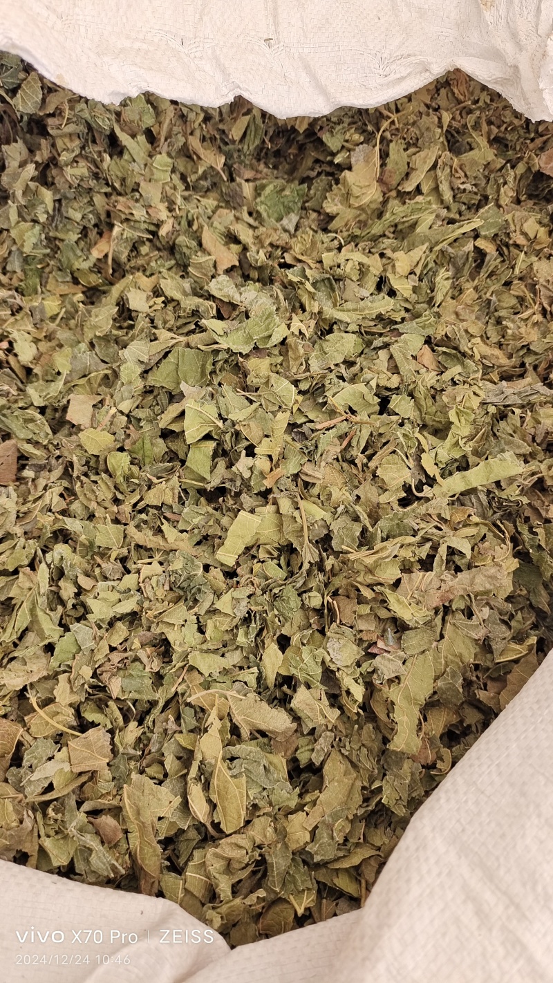 桑叶干货人工种植农家自然晾晒量大从优