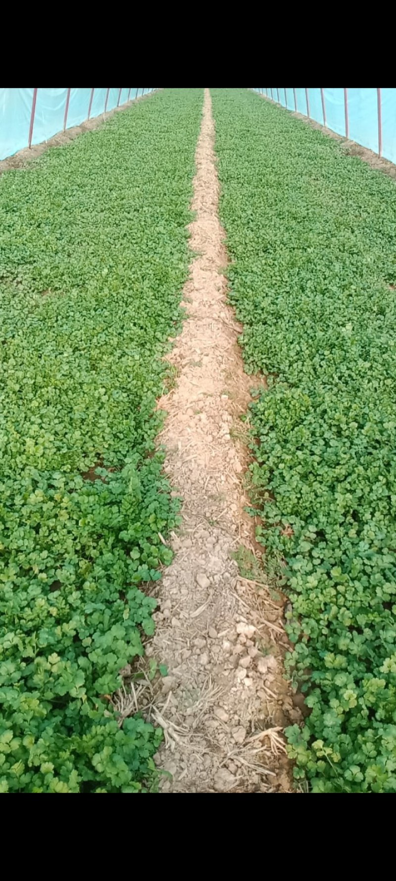 香菜
