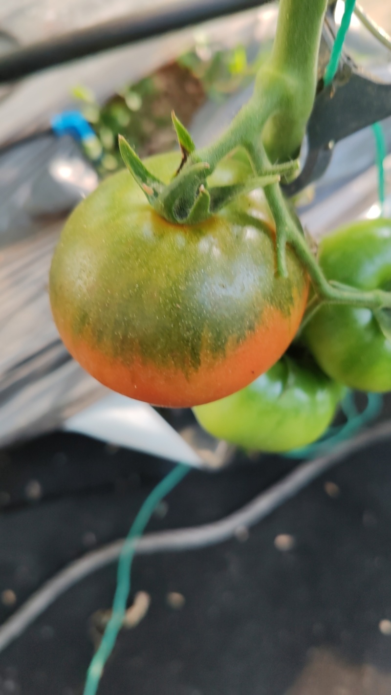 辽宁大连草莓柿子