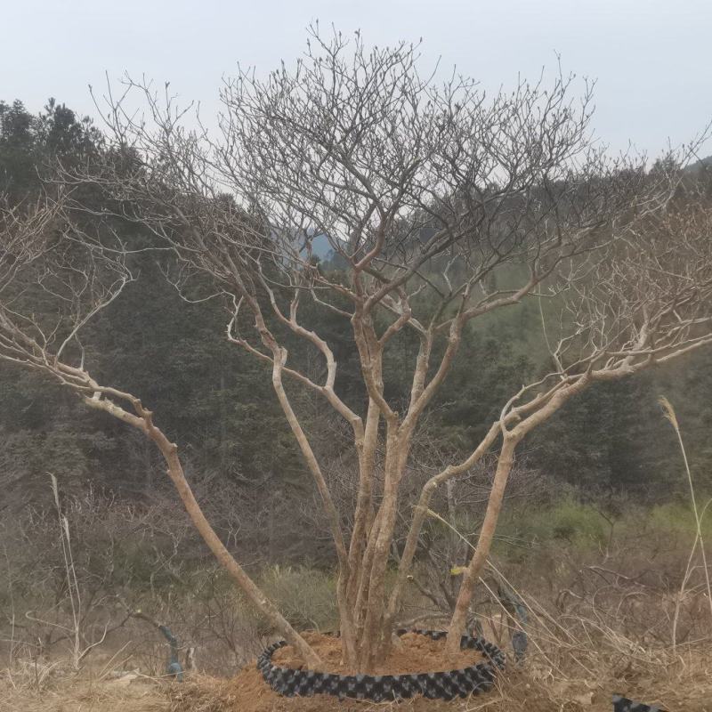 精品映山红