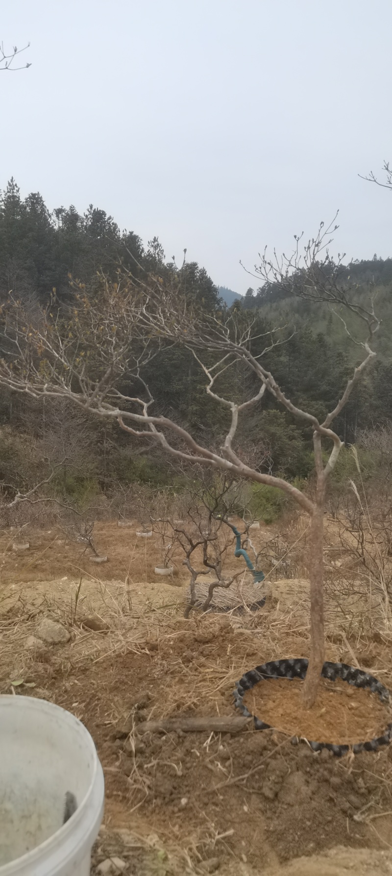精品映山红