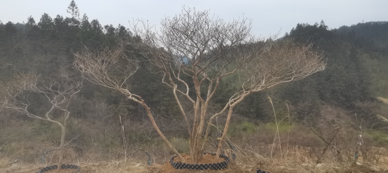 精品映山红