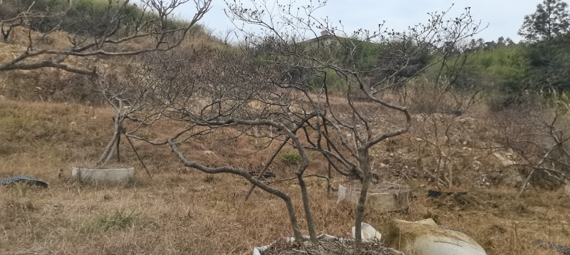 精品映山红