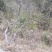 精品映山红