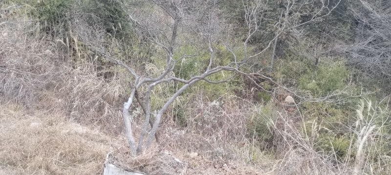 精品映山红