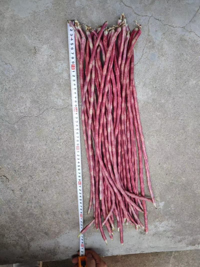 彩龙2号红豇豆种子加长紫红长豇豆紫红豆角春夏秋紫架豆种子