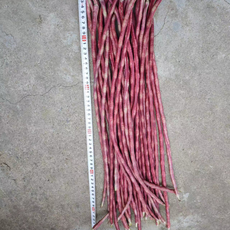 彩龙2号红豇豆种子加长紫红长豇豆紫红豆角春夏秋紫架豆种子