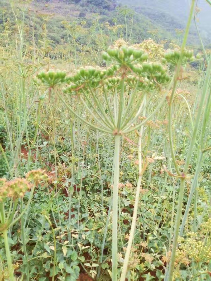 云南野生新鲜当归（现挖现发货，100斤起批）
