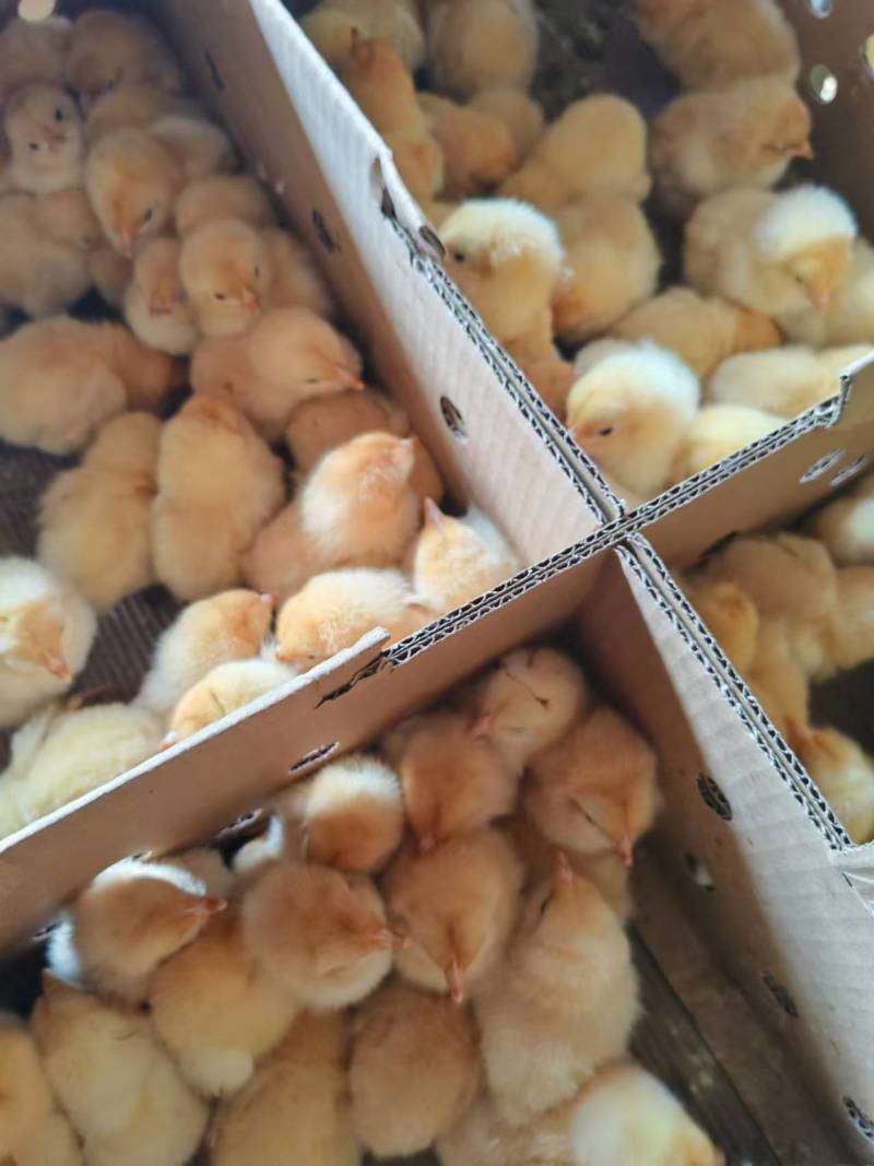 三黄鸡苗，厂家直销，货源稳定，品质保证