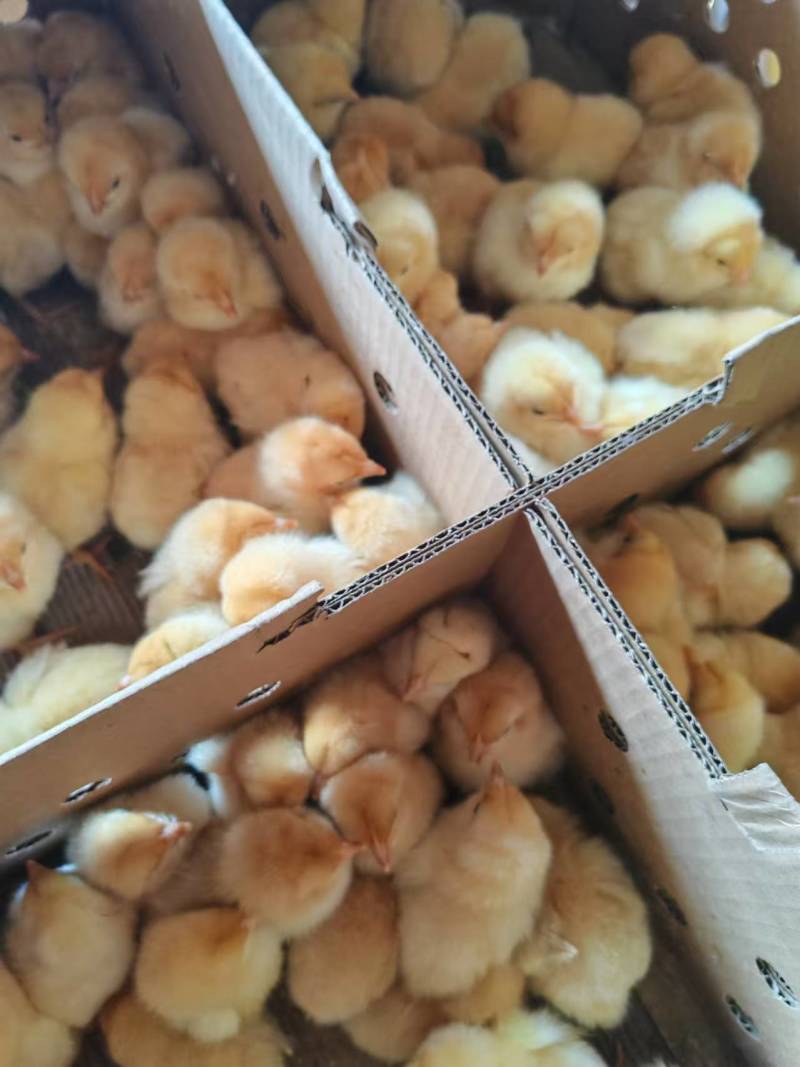 三黄鸡苗，厂家直销，货源稳定，品质保证