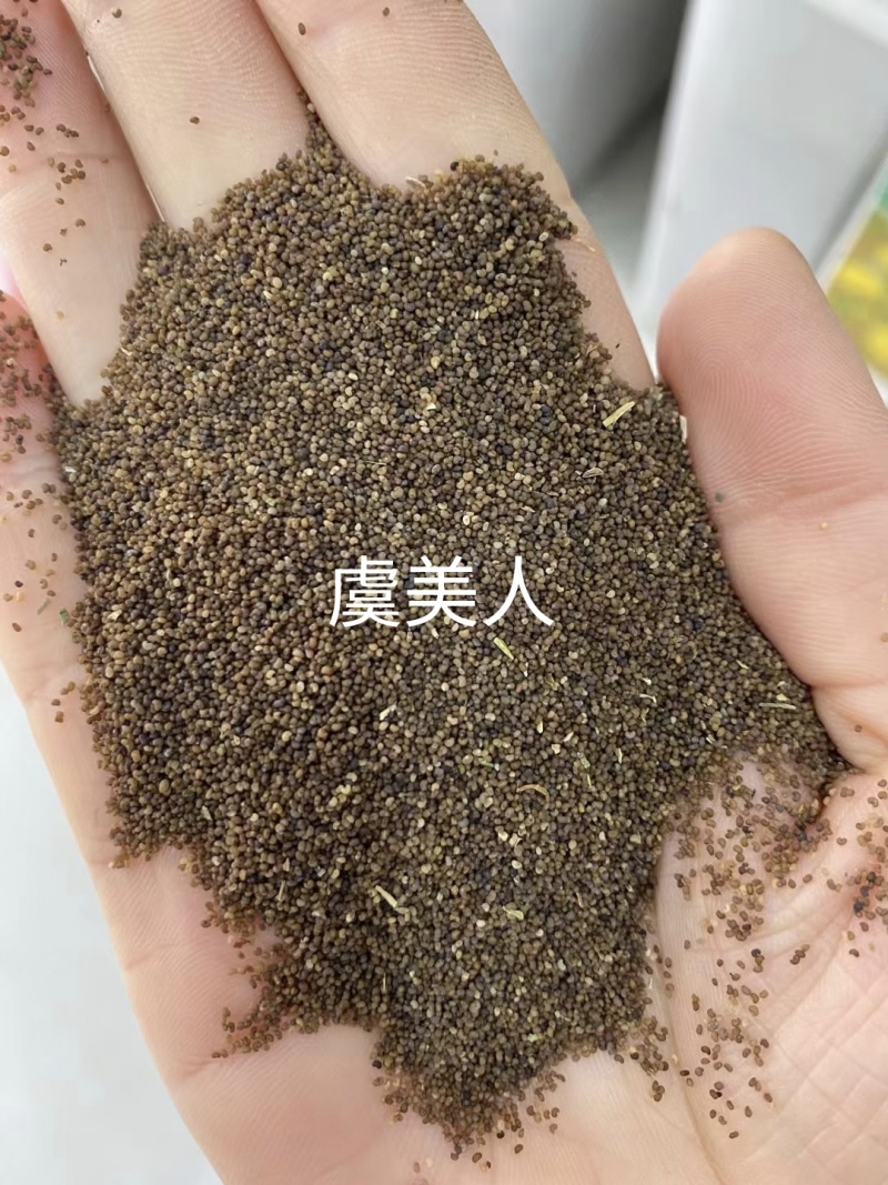 虞美人种子厂家货源批发价格全国发货价格便宜欢迎下单咨询