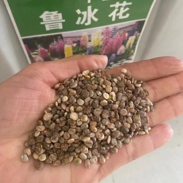 鲁冰花种子厂家货源批发价格全国发货价格便宜欢迎下单咨询