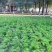 鲁冰花种子厂家货源批发价格全国发货价格便宜欢迎下单咨询