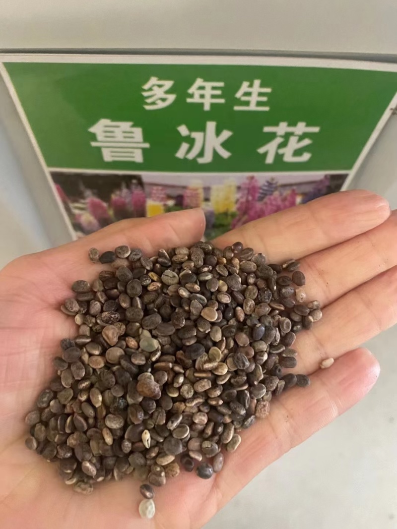 鲁冰花种子厂家货源批发价格全国发货价格便宜欢迎下单咨询