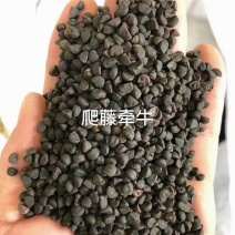 牵牛花种子厂家货源批发品质全国发货价格便宜欢迎下单咨询