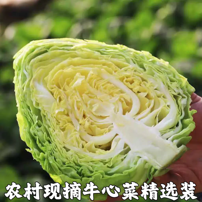 牛心甘蓝鸡心甘蓝产地看货论价保质保量欢迎订购