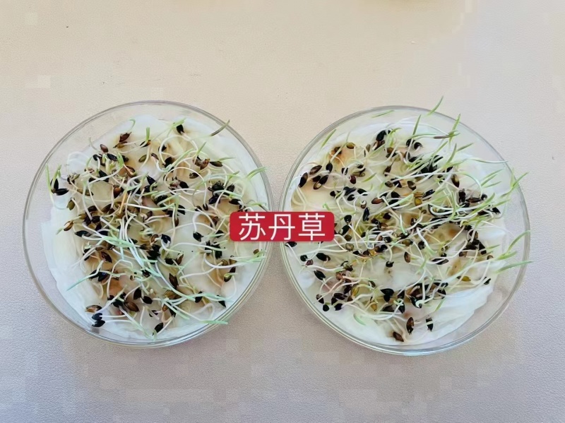 苏丹草种子厂家货源批发价格全国发货价格便宜欢迎下单咨询