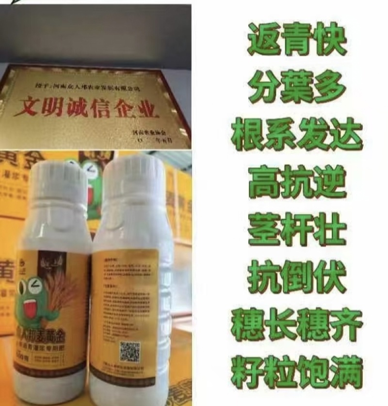 麦黄金小麦营养肥小麦反青叶面肥穗大饱满籽粒麦黄金