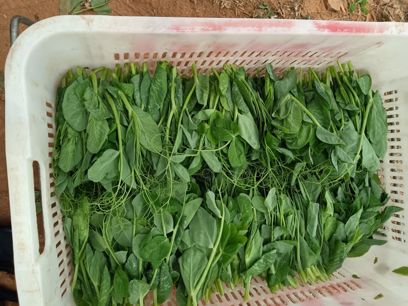 【豌豆尖】重庆豌豆苗产地发货一手价，一年四季供货，价钱透