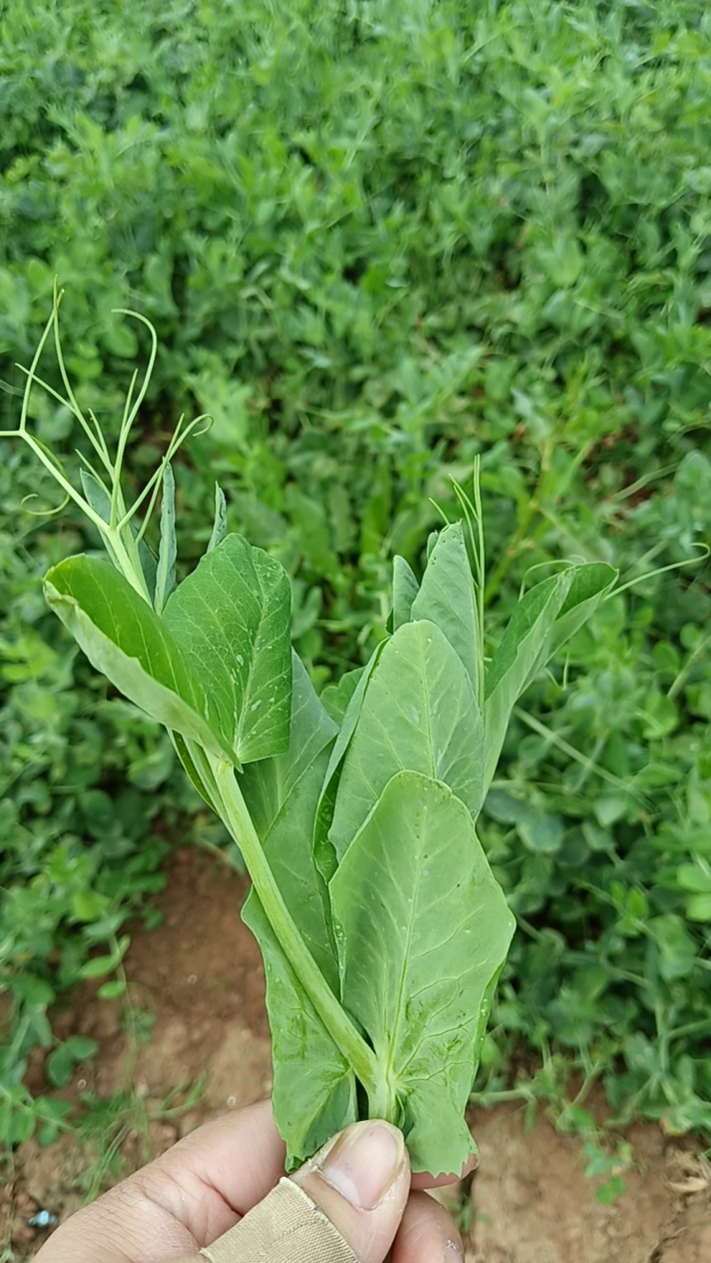 卖豌豆尖产批发支持空运加冰袋接餐饮批发，一年四季供货