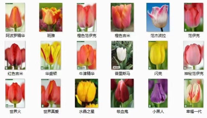 精品郁金香种球厂家一手货源批发品种保证价格优惠全国发货