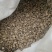 牛膝河南焦作道地药材怀牛膝切粒实物实拍净货