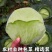 扁包菜包菜产地看货论价保质保量欢迎订购量大从优