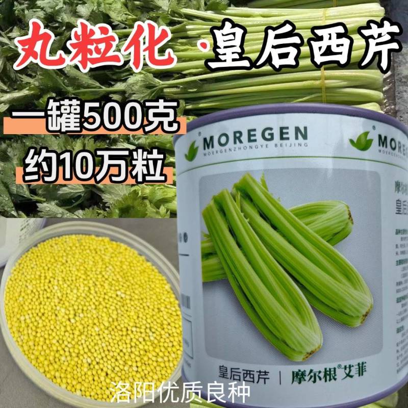 丸粒化西芹种子皇后西芹种籽单粒播种包衣种四季耐热芹菜种子