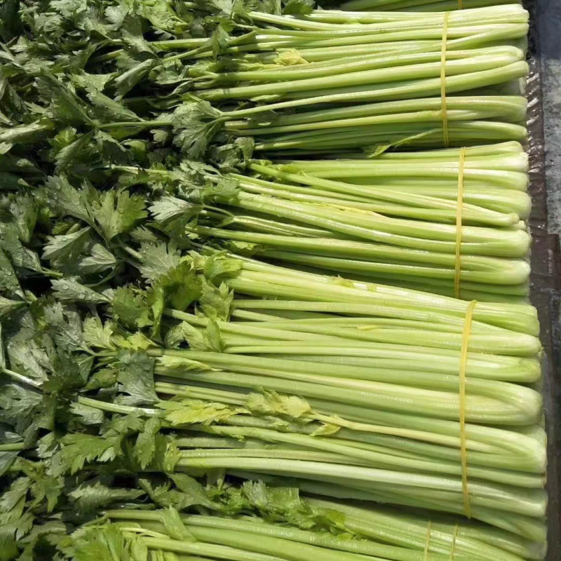 丸粒化西芹种子皇后西芹种籽单粒播种包衣种四季耐热芹菜种子