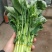 油菜苔大量上市货源充足量大从优