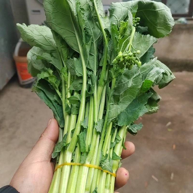 油菜苔大量上市货源充足量大从优