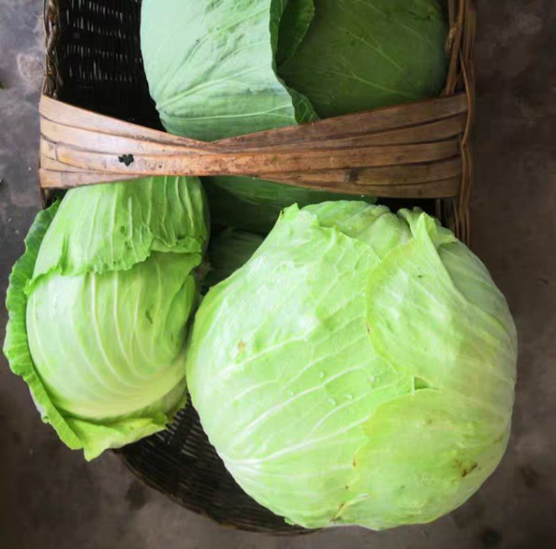 扁包菜包菜产地看货论价保质保量欢迎订购量大从优