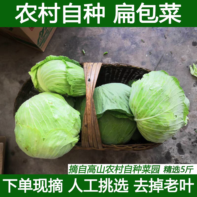 扁包菜包菜产地看货论价保质保量欢迎订购量大从优