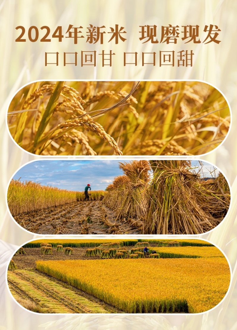 五常大米长粒香源产地直发优质一等货源充足包邮