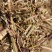 【推荐】安徽花生秧诚信经营量大无杂质品质保证全国供应