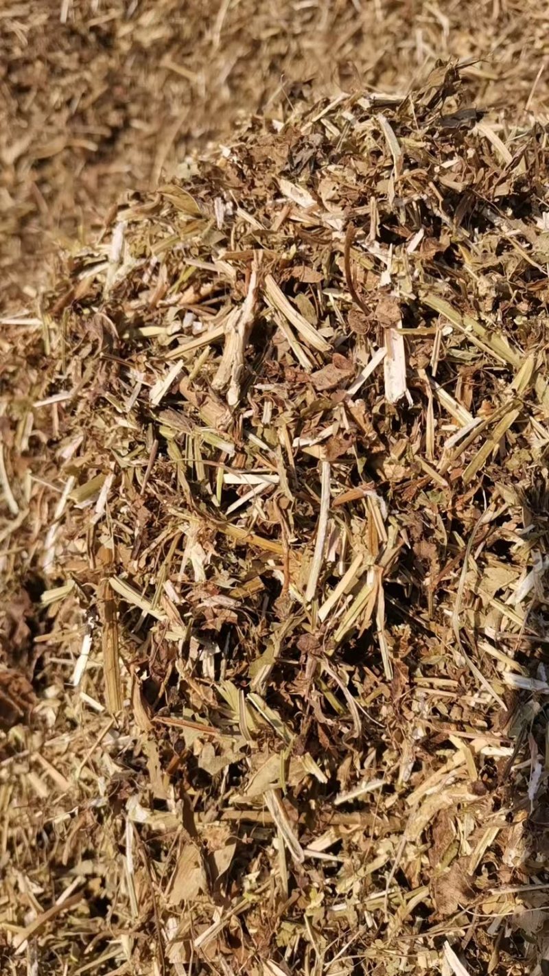 【推荐】安徽花生秧诚信经营量大无杂质品质保证全国供应