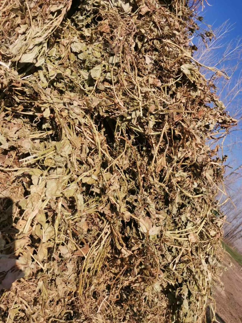 【推荐】安徽花生秧诚信经营量大无杂质品质保证全国供应