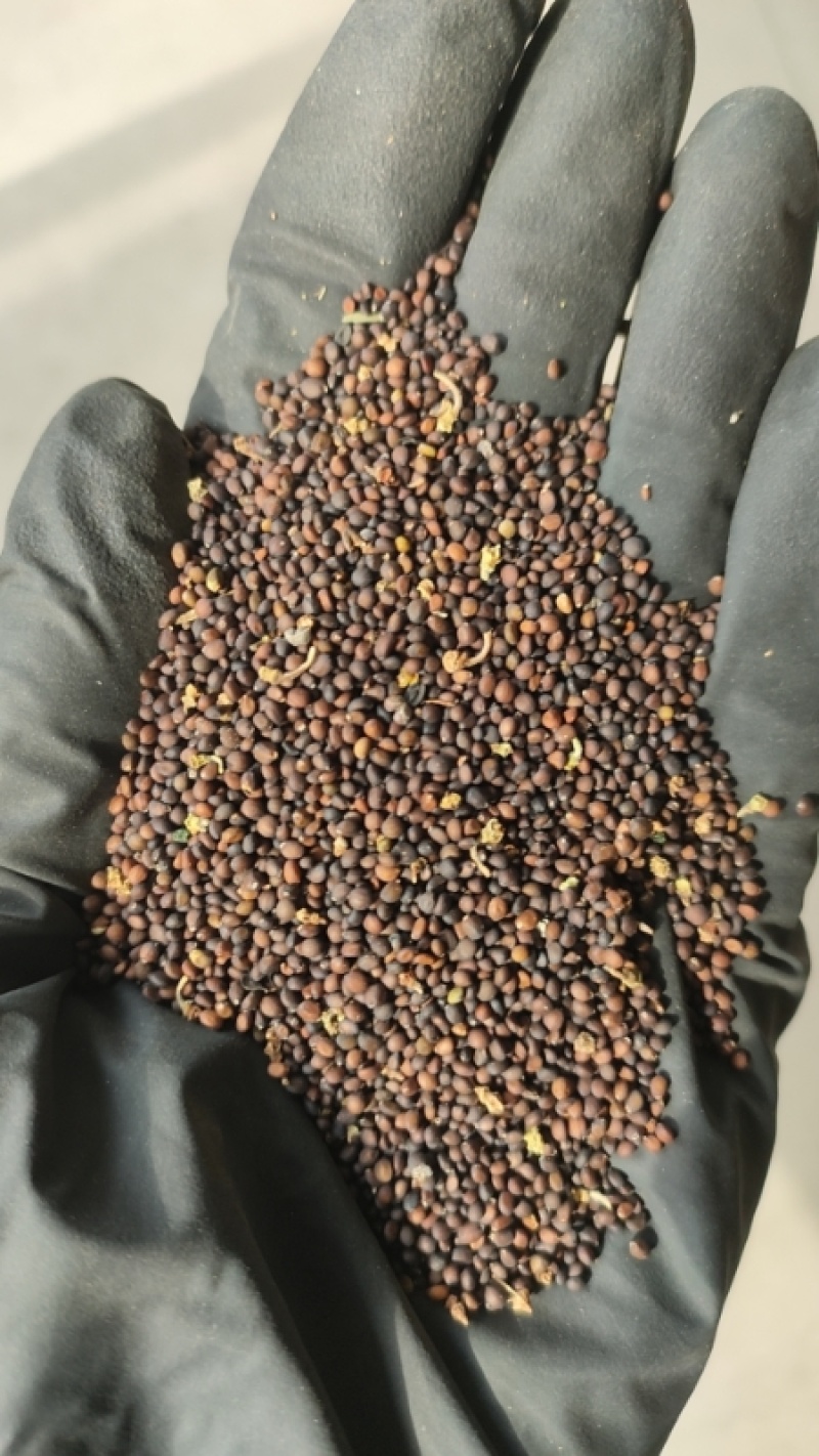蓝花鼠尾草种子红花，粉花鼠尾草色块景观花海庭院草花种
